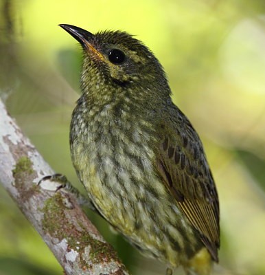 Velvet Asity probably juvenile