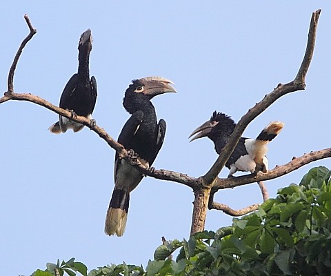 White-thighed Hornbills displaying