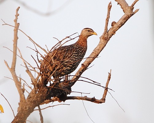 Double-spurred Francolin