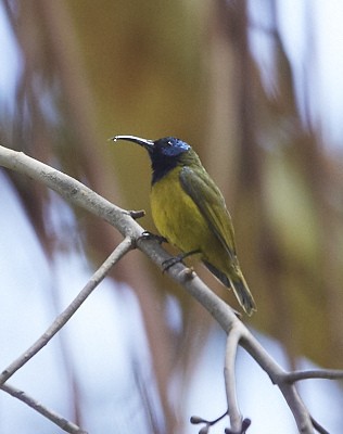 Cameroon Sunbird