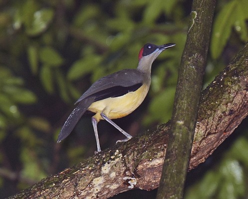 Grey-necked Picathartes
