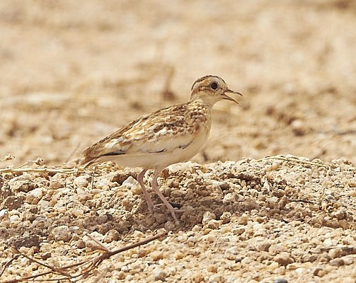 Quail Plover