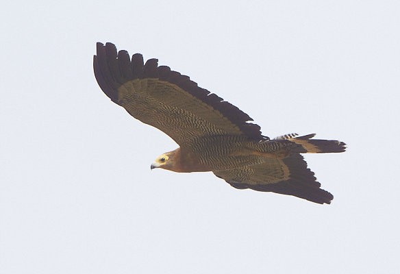 African Harrier Hawk