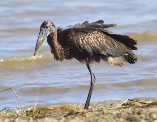 African Openbill
