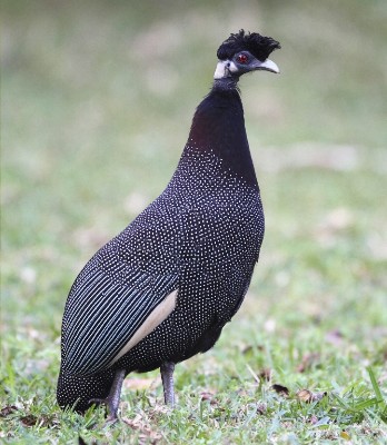 Southern Crested Guineafowl ssp. edouardi