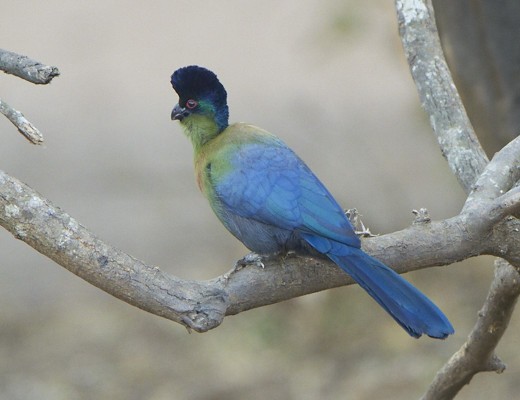 Purple-crested Turaco