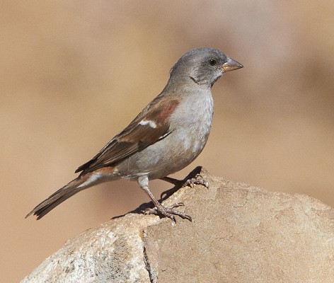 Southern Grey-headed Sparrow