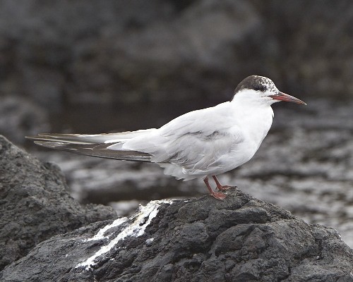 Common Tern
