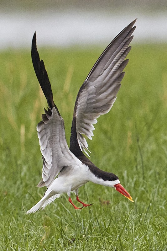African Skimmer