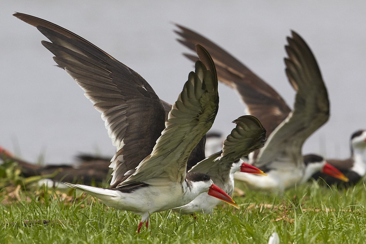 African Skimmer