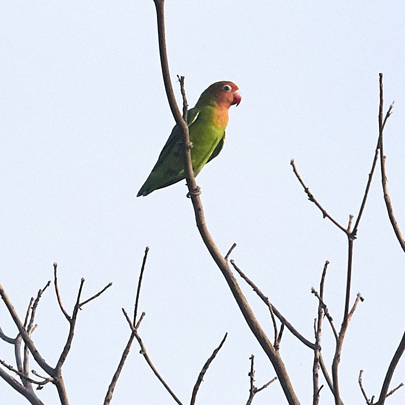 Lilian's Lovebird