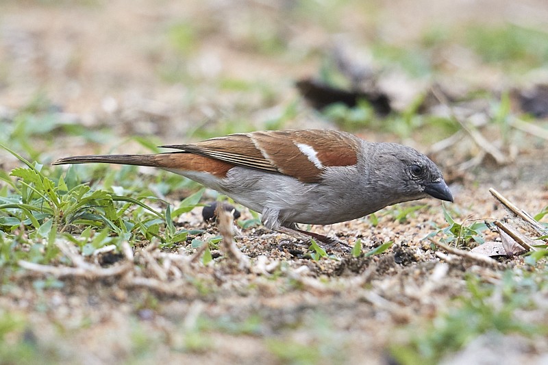 Southern Grey-headed Sparrow