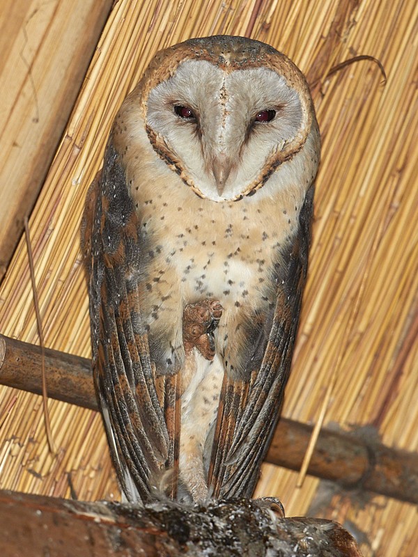 Barn Owl