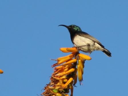 White Bellied Sunbird