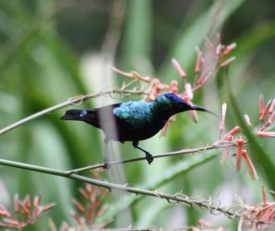 Superb Sunbird