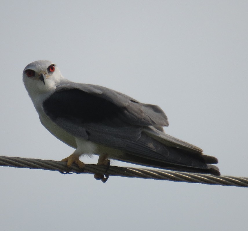Black-shouldered Kite