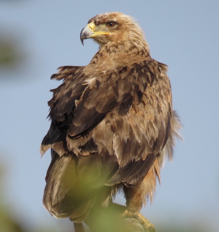 Adult Tawny Eagle in Lochinvar National Park