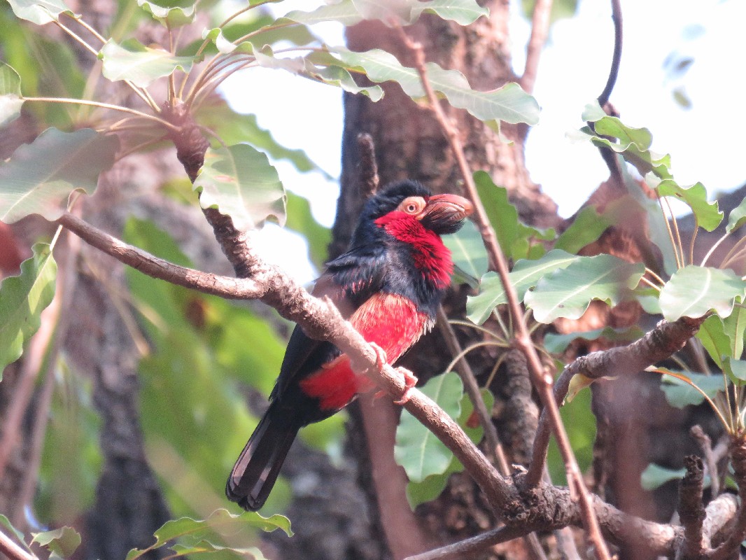 Bearded Barbet