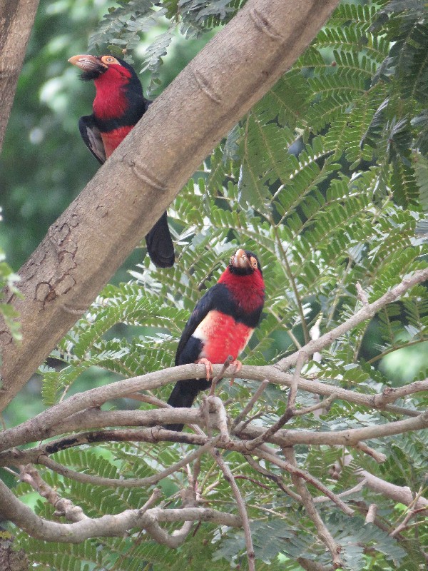 Bearded Barbet