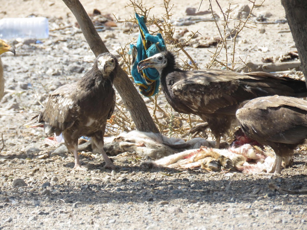 Immature Egyptian Vultures