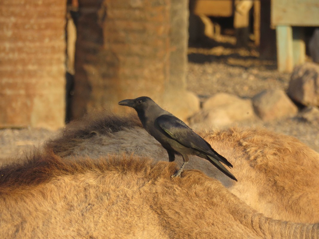 House Crow on camel