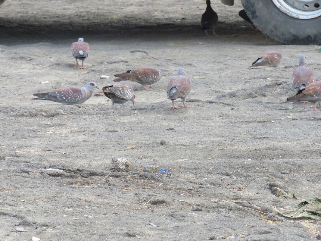 Adult Speckled Pigeons