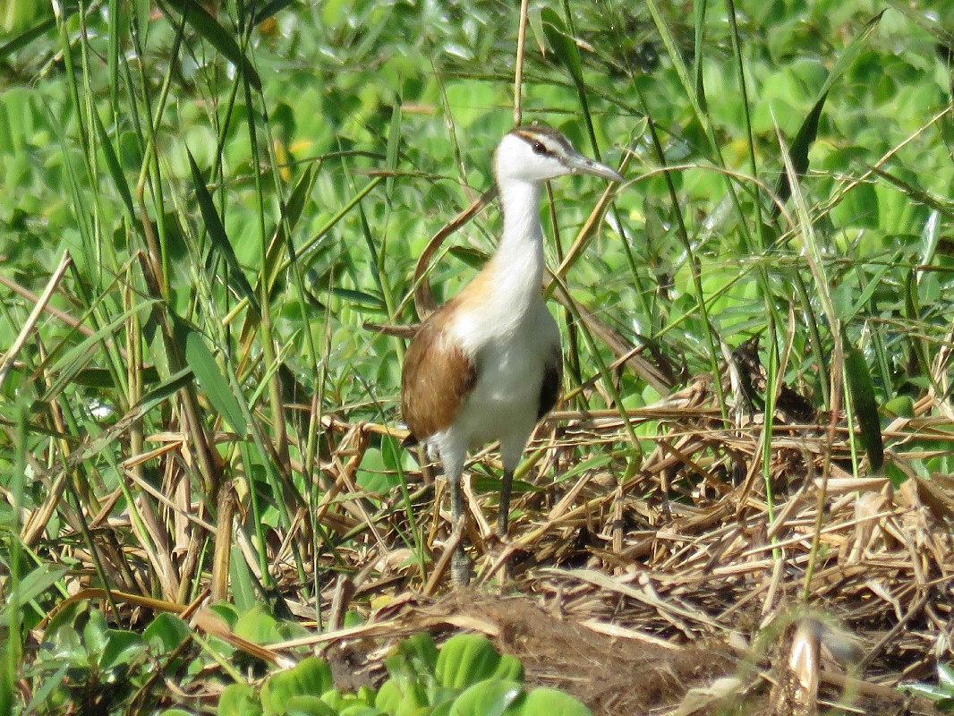 African Jacana juvenile at nest
