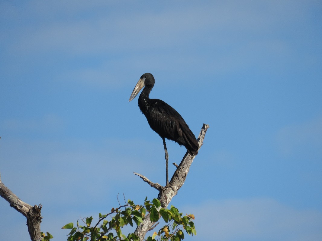 African Openbill