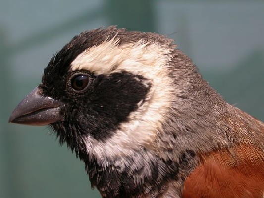 Cape Sparrow