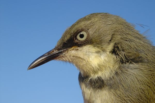 Bar-throated Apalis