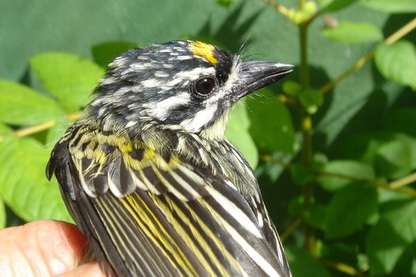 Yellow-fronted Tinkerbird