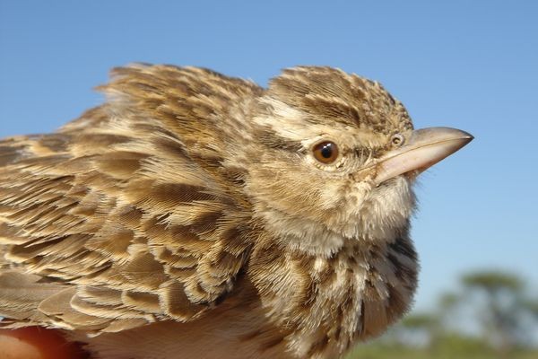 Sabota Lark