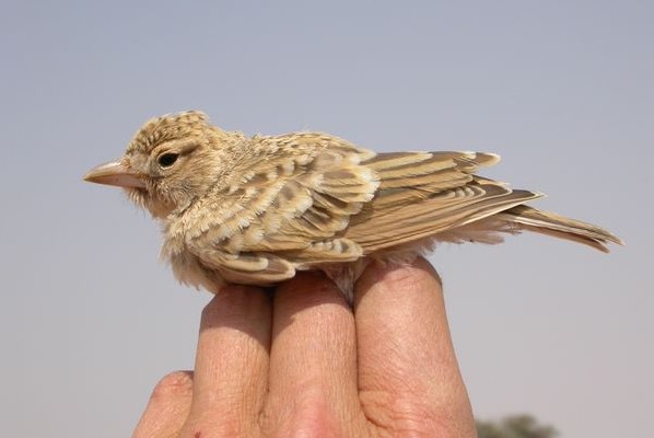 Stark´s Lark