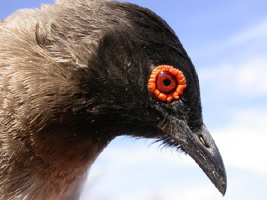 Red-eyed Bulbul