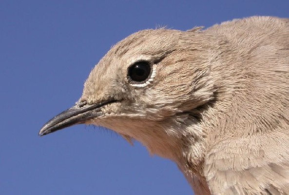 Karoo Chat portrait