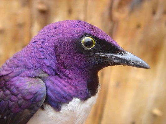 Violet-backed Starling
