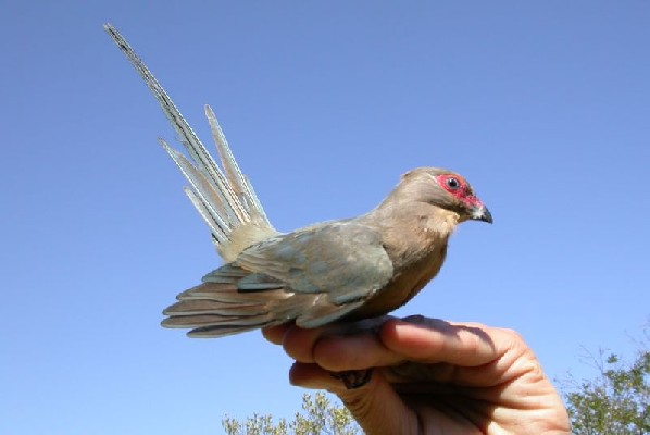 Red-faced Mousebird ssp indicus