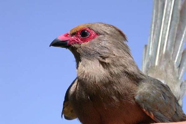 Red-faced Mousebird ssp indicus