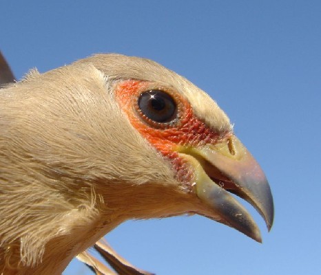 Red-faced Mousebird juv ssp lacteifrontis