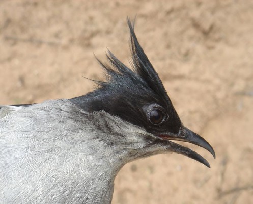 Jacobin Cuckoo