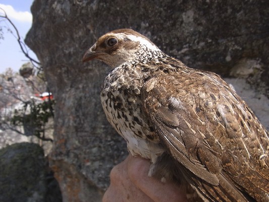 Swierstra´s Francolin no 1 in hand