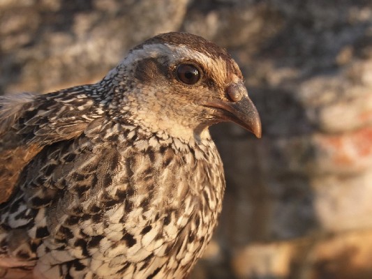 Swierstra´s Francolin no 2 in hand