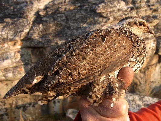 Swierstra´s Francolin female no 2