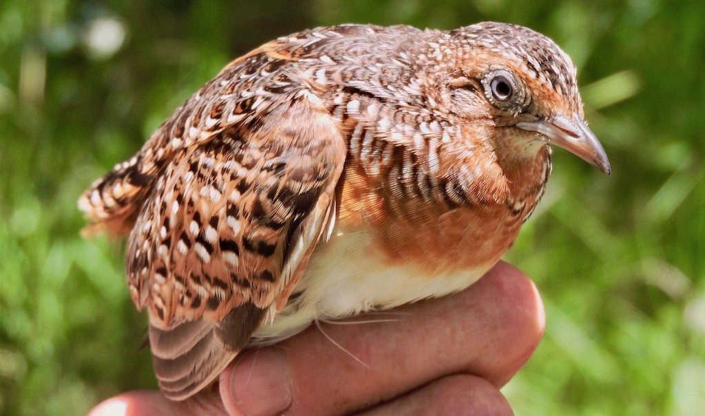 Black-rumped Buttonquail