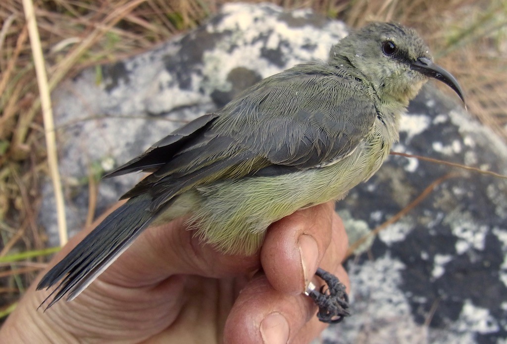 Ludwig's Sunbird female