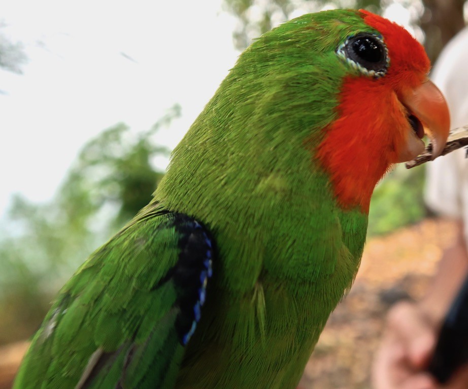Red-headed Lovebird, Sao Tomé