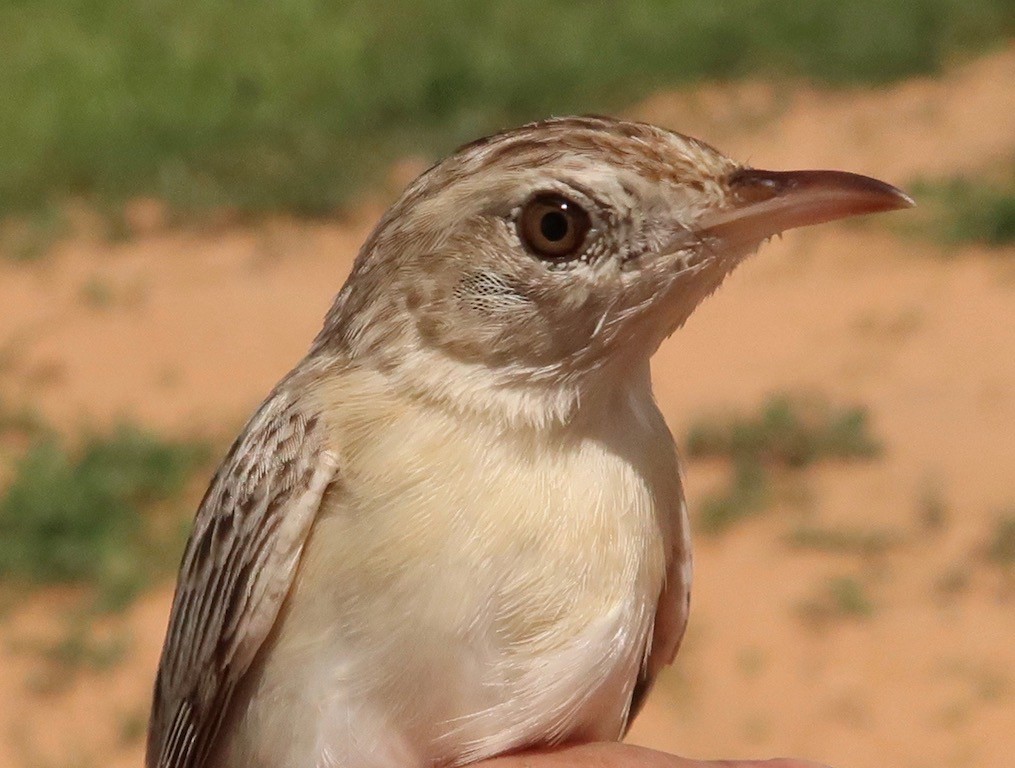 Desert Cisticola, female