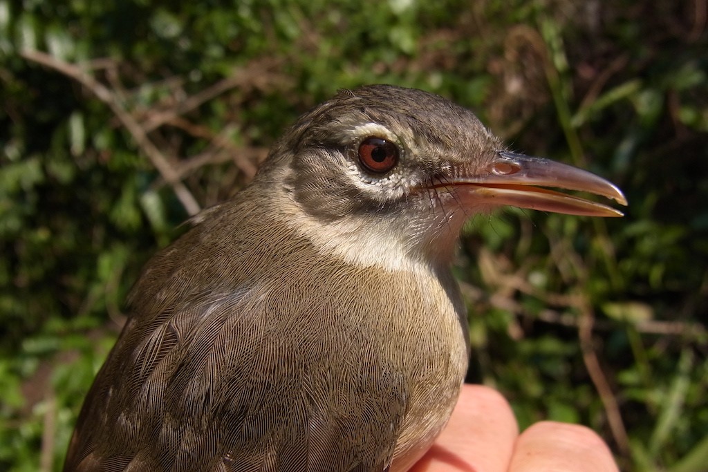 Pale-olive Greenbul, Kumbira Forest, Angola