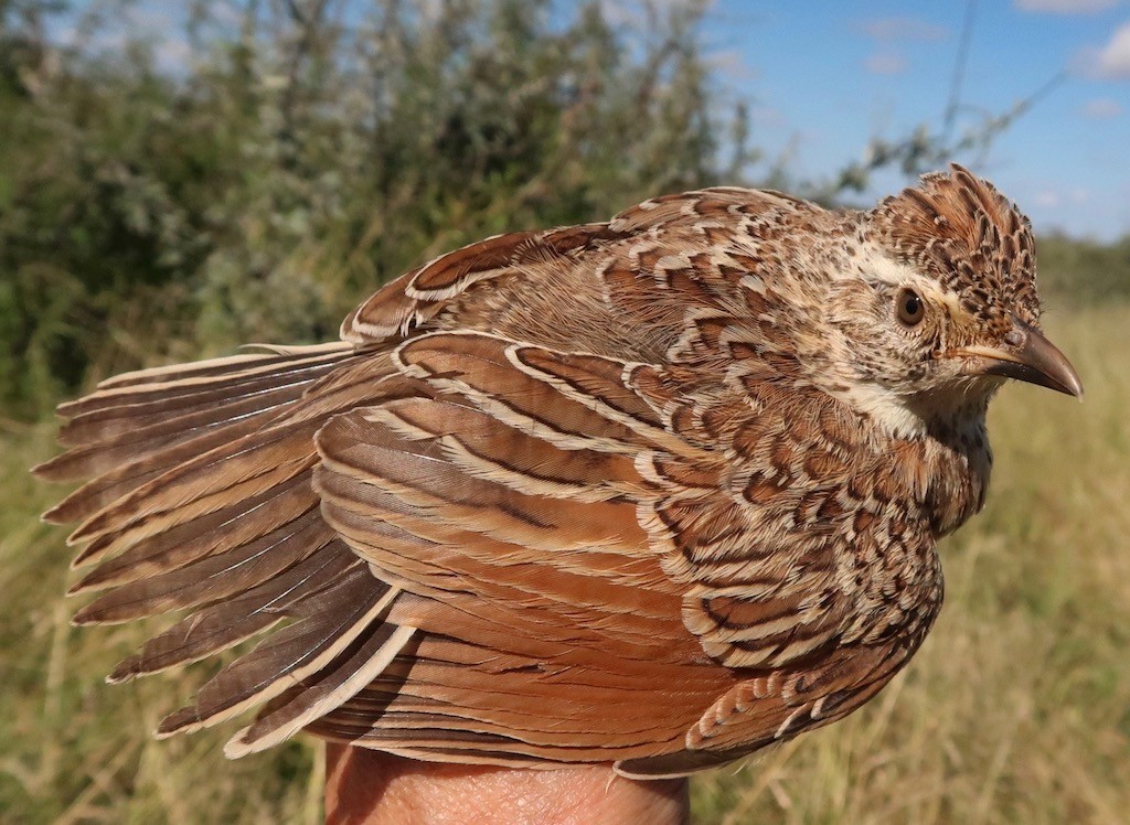 E. Clapper Lark, juvenile
