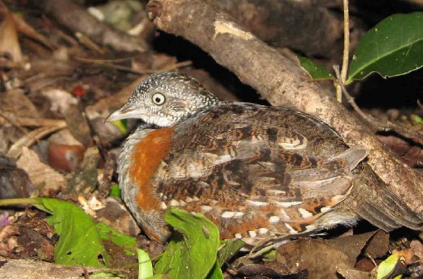 Madagascar Buttonquail